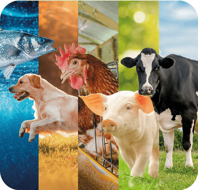 Imágenes de animales móvil