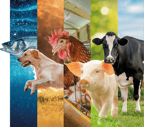 Imágenes de animales escritorio